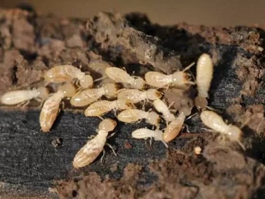 罗村白蚁预防公司日常生活中预防白蚁入侵的方法