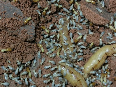 黄岐消杀白蚁公司该如何有效防治白蚁