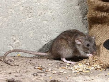 西樵杀虫灭鼠中心如何才能找到进入室内的老鼠