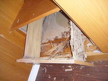 丹灶白蚁预防公司怎么预防杉木类家具有白蚁危害
