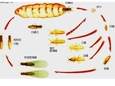 西樵白蚁备案公司——白蚁的蚁后是怎样产生的