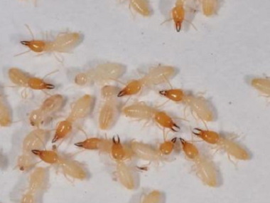 南海白蚁消杀中心家庭做白蚁预防后的好处