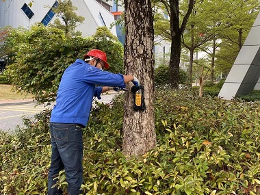 官窑白蚁备案站白蚁对香樟的危害及防治